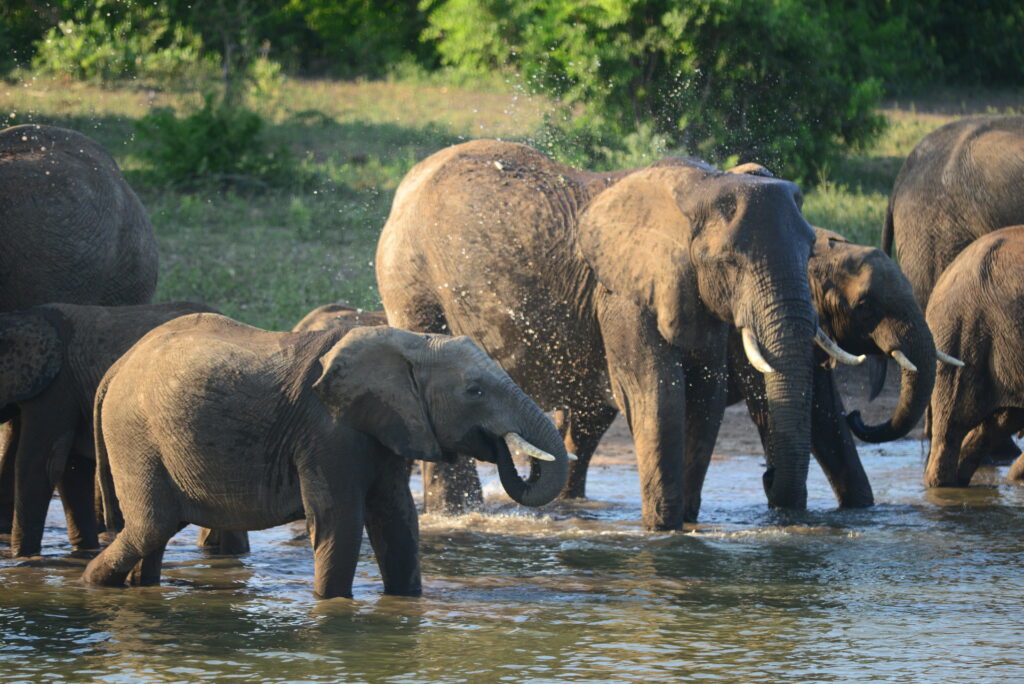 elephants playing and drinking at the waterhole