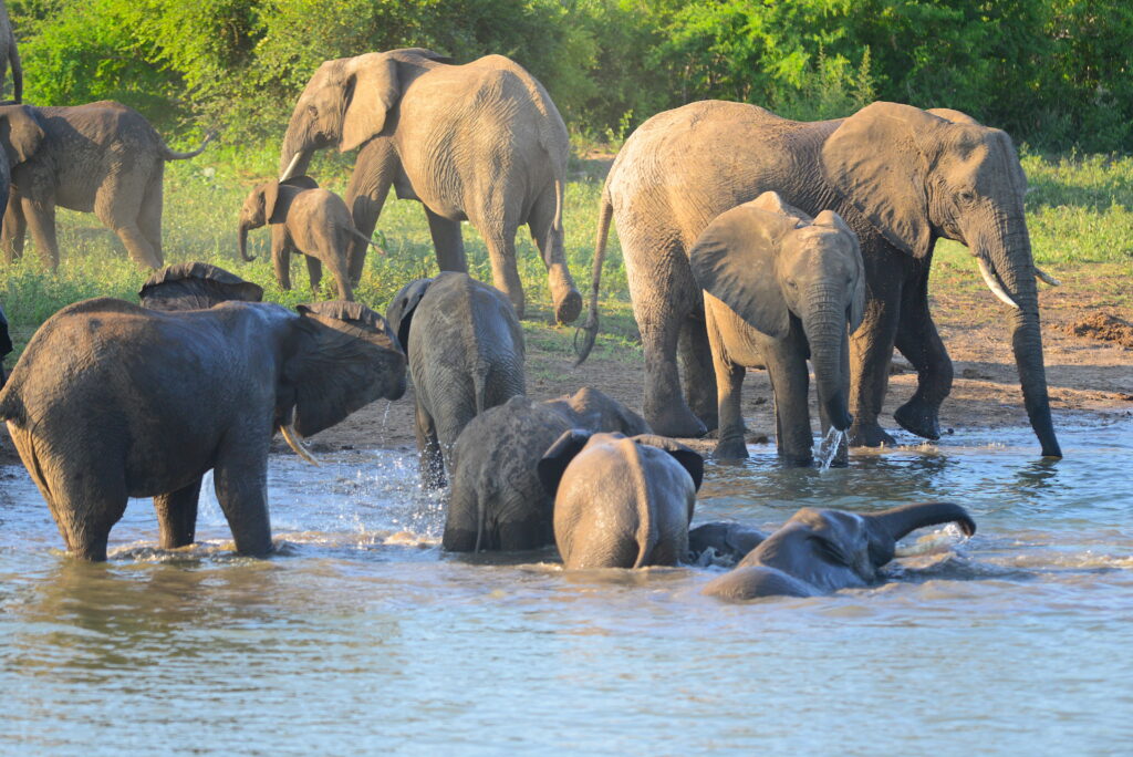 elephants playing and drinking at the waterhole