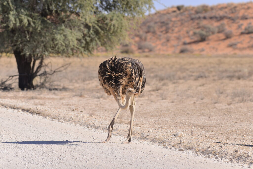 Female ostrich on a dirt road