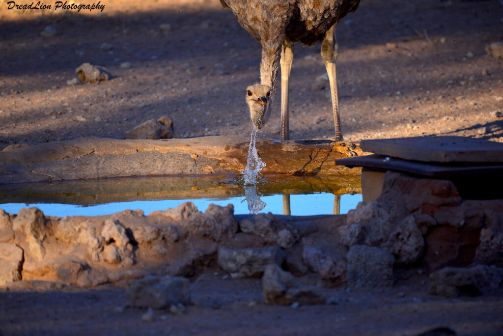 female ostrich looking at the camera and drinking