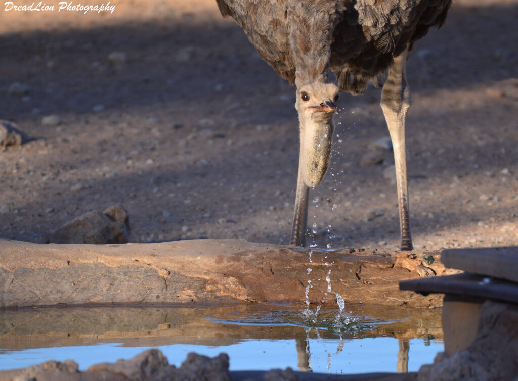 female ostrich looking at the camera and drinking