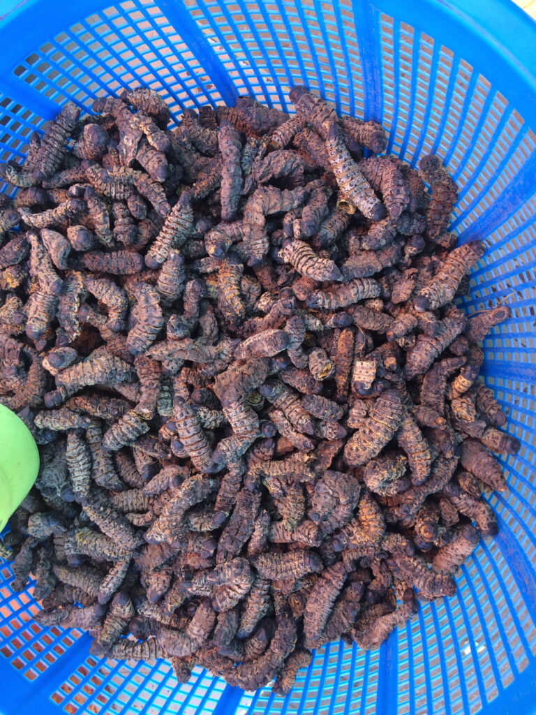 Dreid mopani worms in a bowl