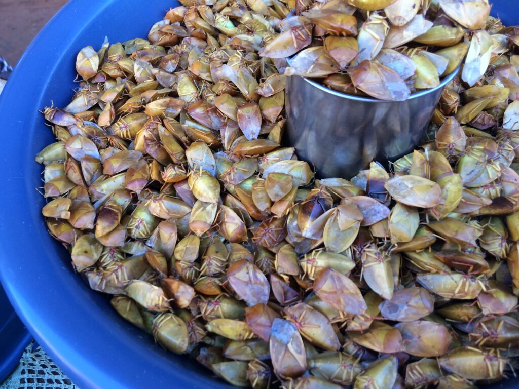 dried leaf beetles for eating