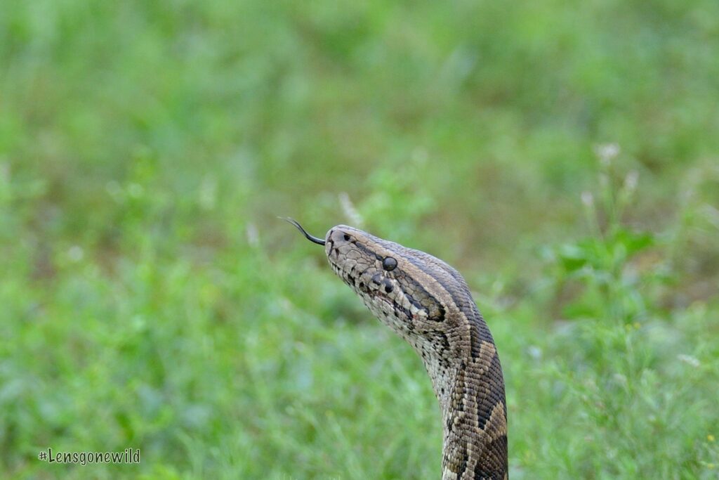 head of a python with tongue showing.