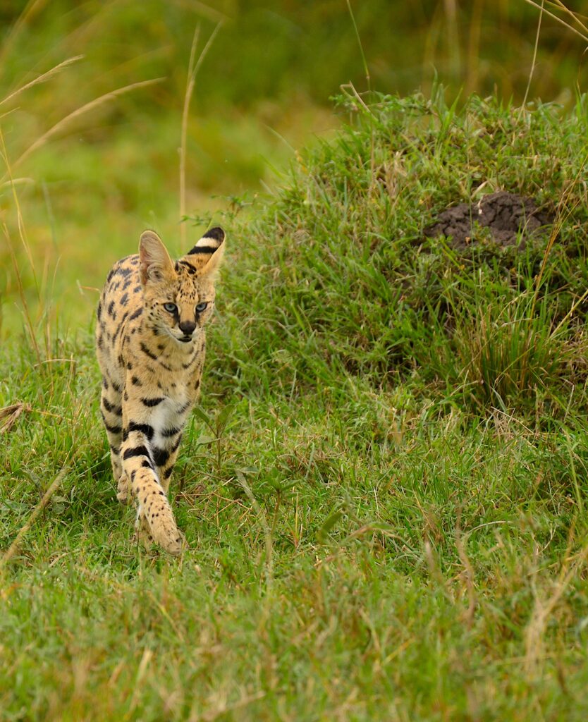 a serval cat looking directly at the camera