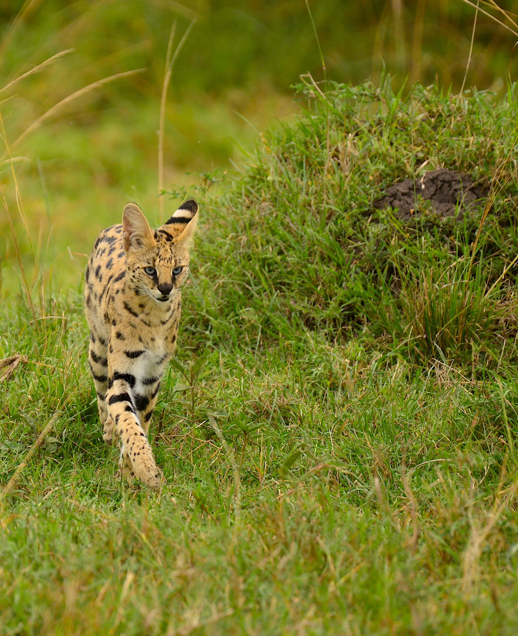 The serval takes on a baboon troop!