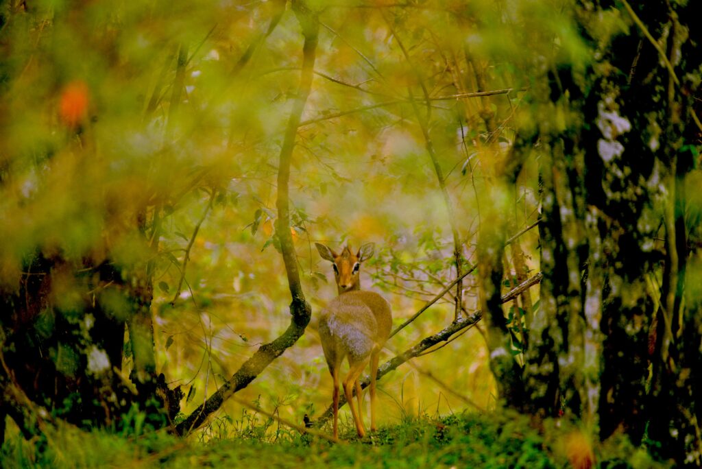 dikdik turns and looking over its back to the camera.