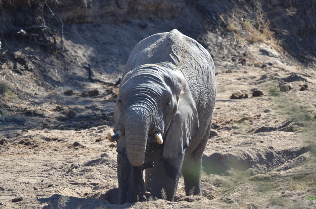 elephant drinking water in the dry riverbed