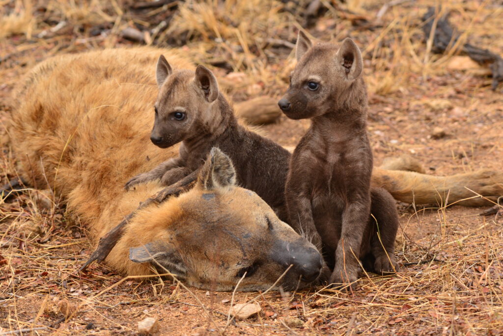 two hyena cubs and their mother