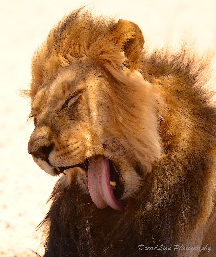 yawning male lion with tongue all the way out of his mouth.