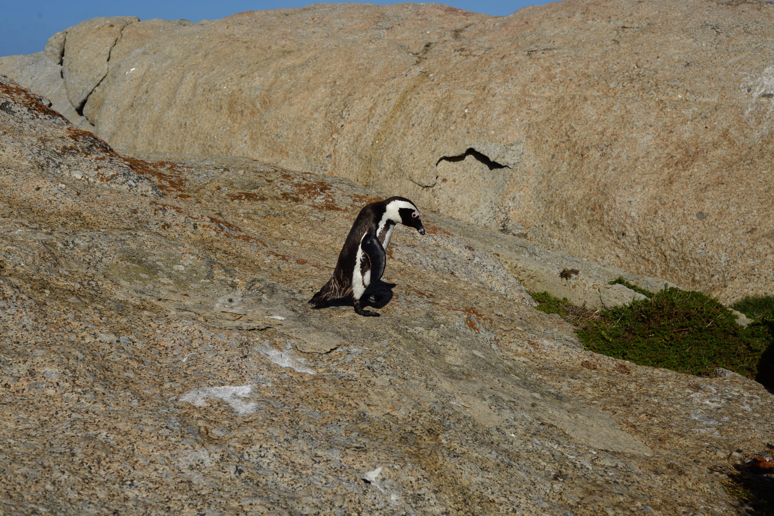 Penguins under the car….. Seriously??