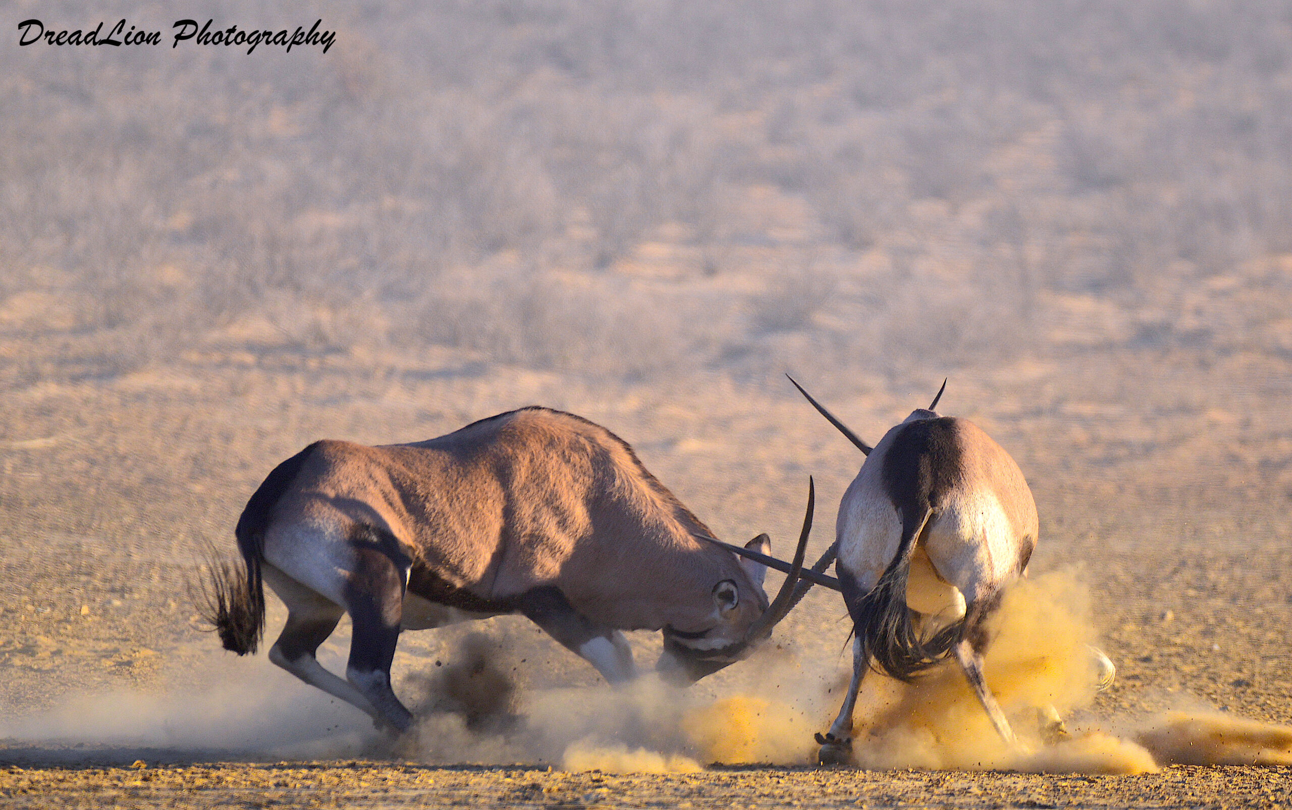 The fight for dominance!