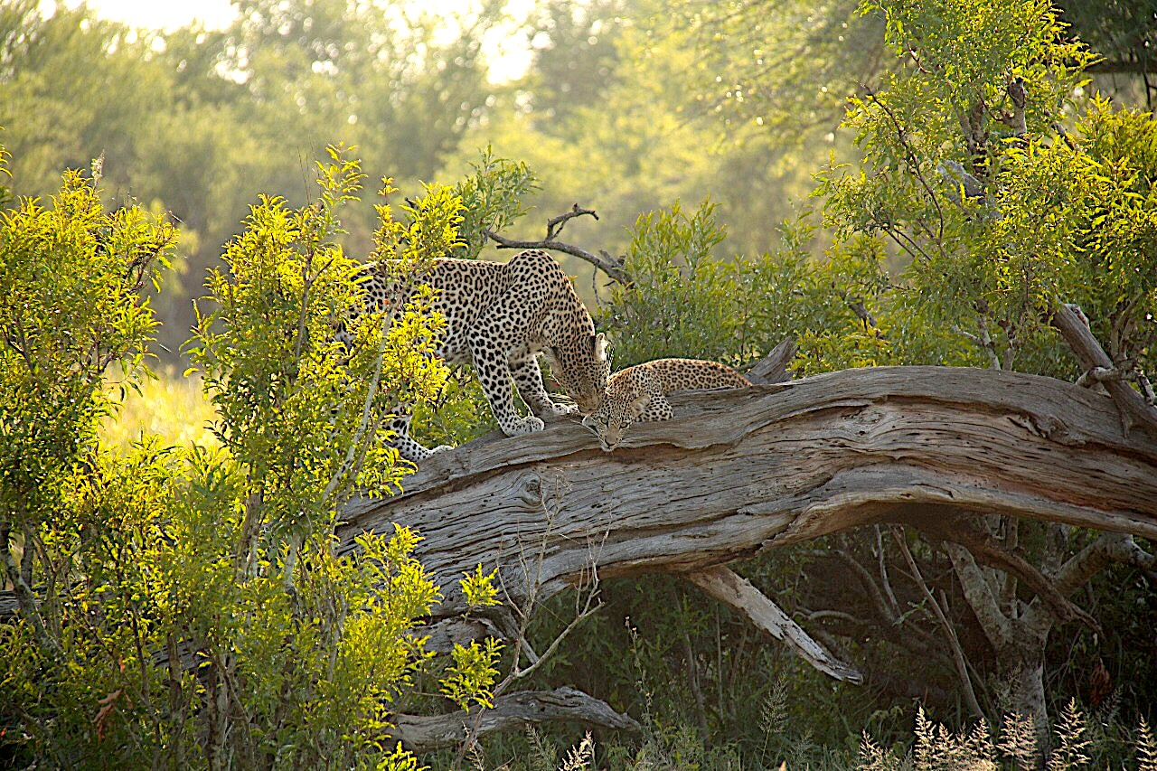 Leopards at dawn!