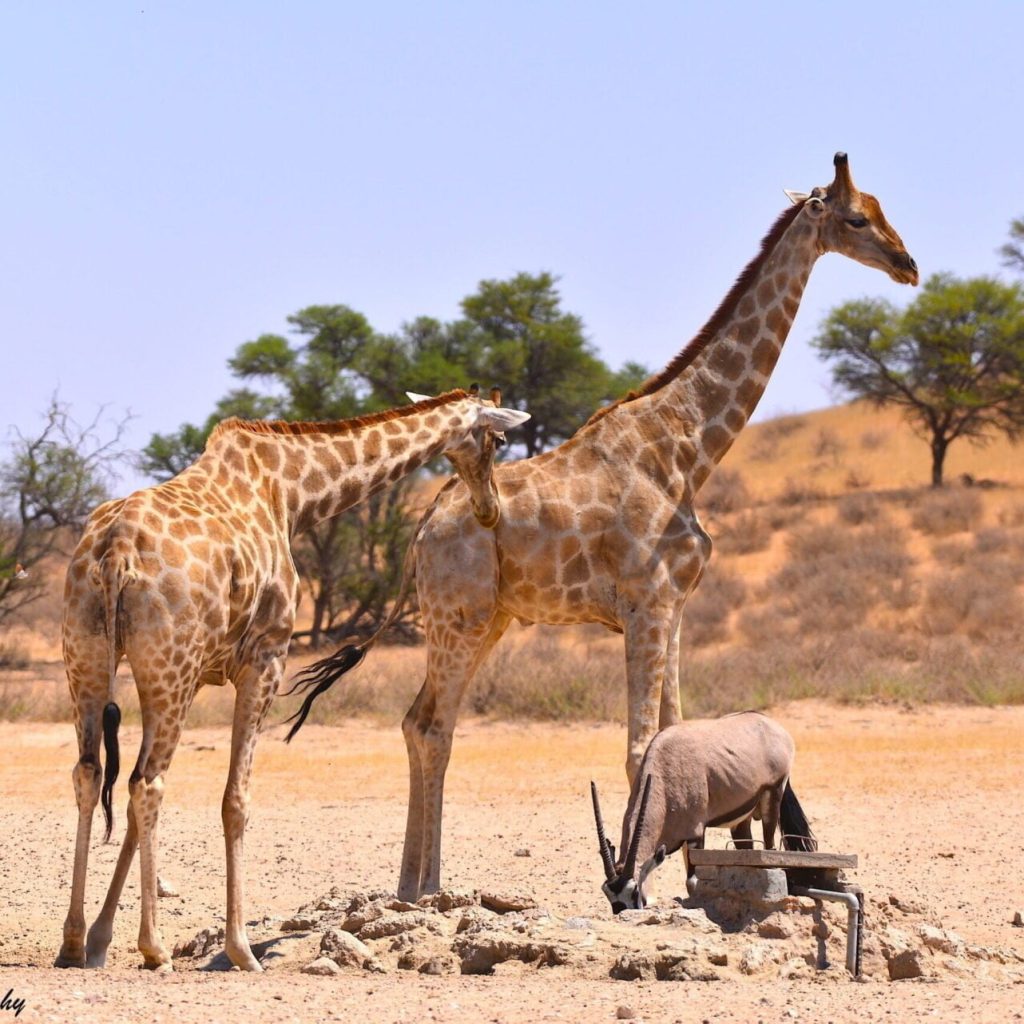 KGALAGADI WILDLIFE PHOTOGRAPHY TOUR