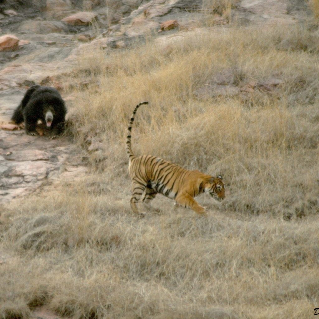 ranthambhore