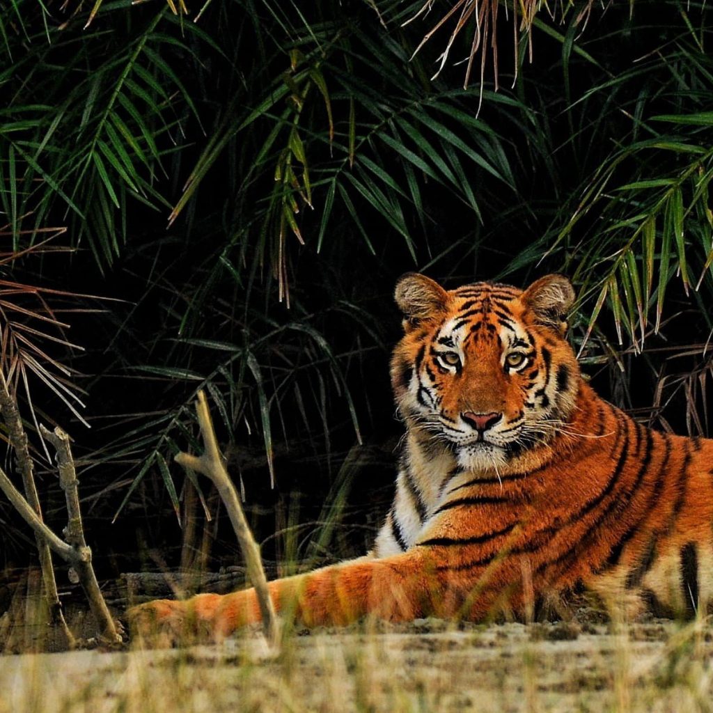 sunderbans